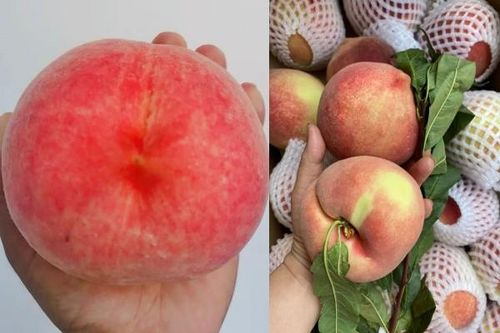3 loại đào Trung Quốc khách Việt 'xếp hàng' chờ mua ăn