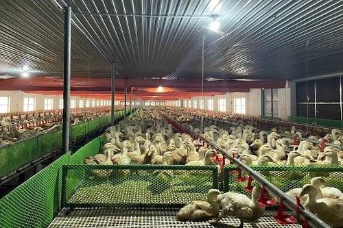 Mô hình nuôi vịt công nghệ cao, hướng đi mới để phát triển chăn nuôi theo hướng bền vững