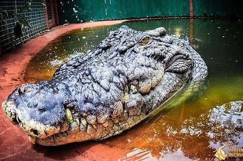 Cá sấu có thể sống hơn 120 tuổi