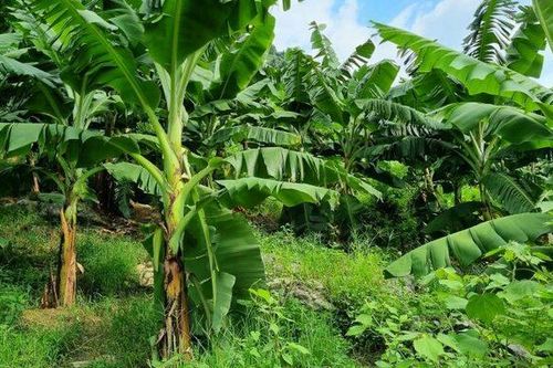 Cây chuối, biểu tượng đặc biệt của gia đình Việt