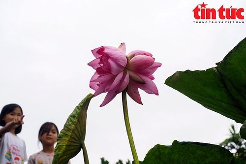 'Tịnh Đế liên', phải có duyên mới gặp...