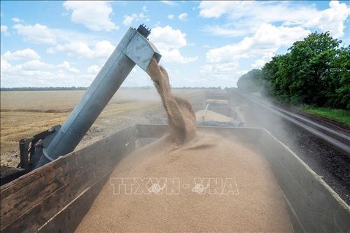 Ukraine dự kiến xuất khẩu 43 triệu tấn ngũ cốc, hạt có dầu