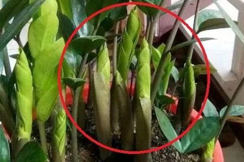 Cây kim tiền thích ăn nhất 3 thứ này, cứ vùi vào chậu là chồi non đua nhau mọc, sớm ra hoa