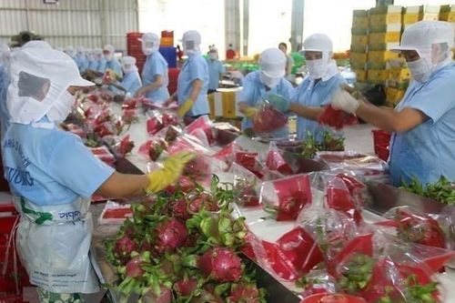 Tạo điểm nhấn về bao bì để nhận diện thương hiệu sản phẩm hợp tác xã