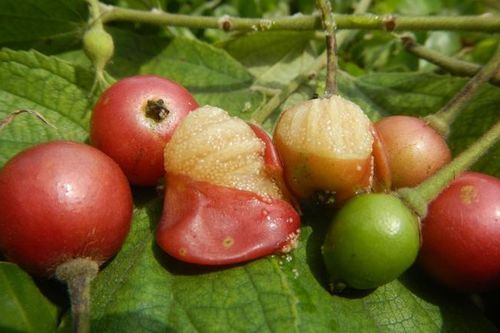 5 lợi ích của quả trứng cá đối với sức khỏe