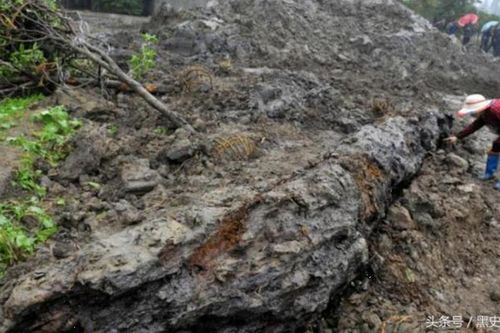 Lão nông khai hoang đào trúng cây gỗ 4.000 tuổi, chuyên gia: 'Giá không dưới 330 tỷ đồng'