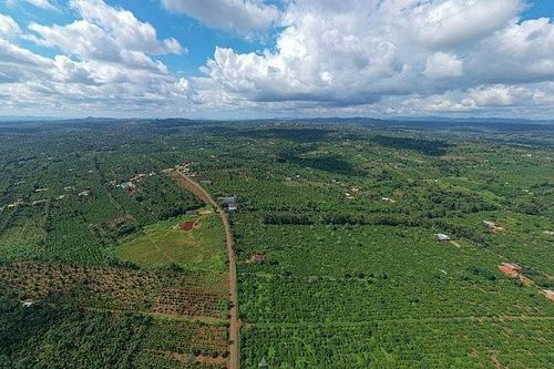 Lô cà phê đặc sản đầu tiên chuẩn bị được xuất khẩu sang thị trường Nhật Bản