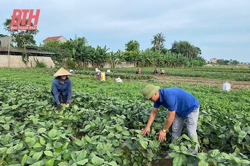 Xã Hoằng Đông tích cực chuyển đổi cơ cấu cây trồng