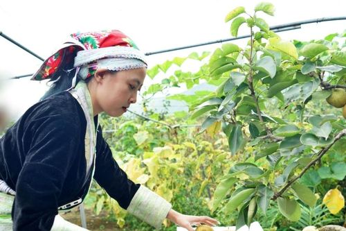 Hấp dẫn Lễ hội trải nghiệm thu hoạch lê VH6 xã Nậm Pung