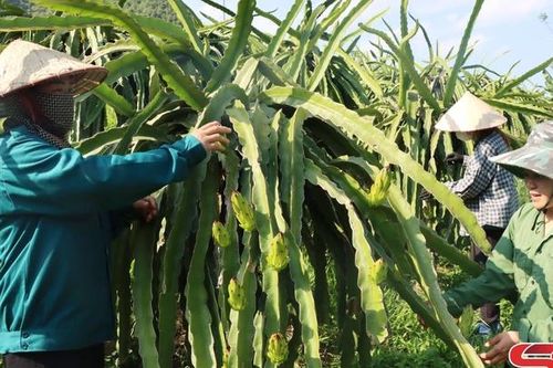 Những mô hình, việc làm cụ thể trong học và làm theo Bác
