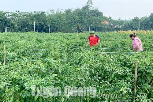 Tiêu chí tổ chức sản xuất: Cần thực chất