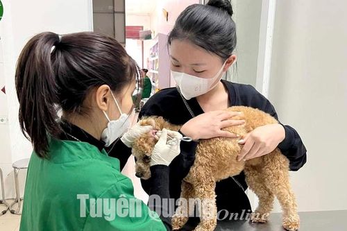 Nghề chăm sóc thú cưng