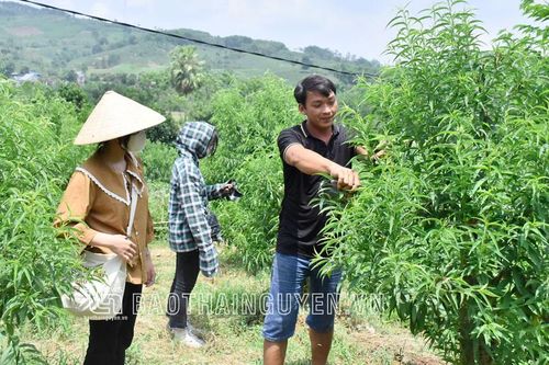 Người tiên phong chuyển đổi cây trồng ở Tân Linh