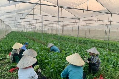 Hà Nội thúc đẩy xuất khẩu nông sản