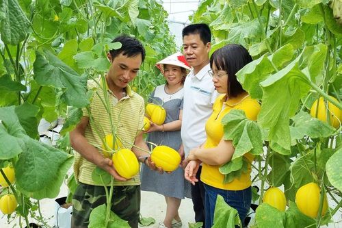 Sơn Tây tích cực chuyển đổi cơ cấu cây trồng