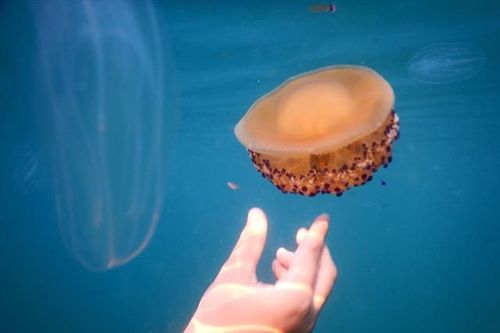 Nhận biết các loài sứa độc cắn và sơ cứu đúng cách