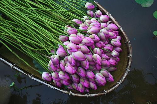 Sen hồng một độ…