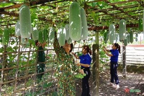 Điểm sáng tăng gia trên vùng biên giới A Lưới