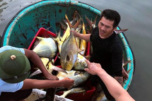 Ngư dân Hà Tĩnh trúng đậm mẻ cá chim vây vàng hơn 3 tấn