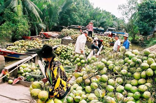 Đàm phán, đưa dừa tươi sang Hoa Kỳ
