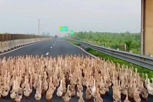 Hàng trăm con vịt 'đại náo' cao tốc Trung Lương - Mỹ Thuận