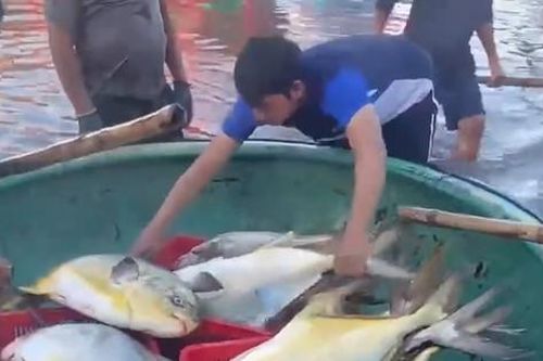 Ngư dân Hà Tĩnh trúng 3 tấn cá chim vàng, thu hơn nửa tỷ đồng