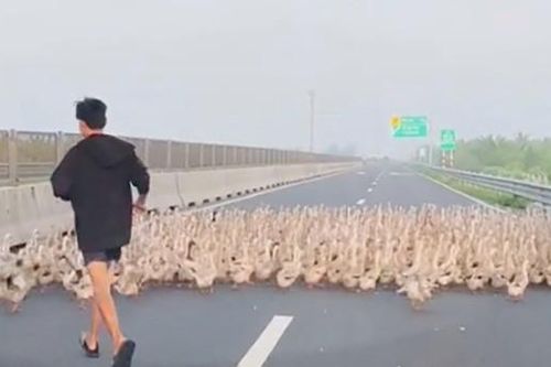 Đàn vịt hàng trăm con bất ngờ tràn vào cao tốc Trung Lương - Mỹ Thuận
