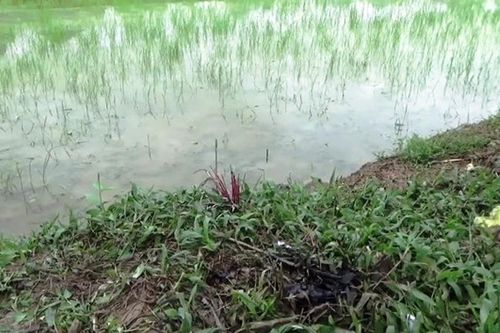 Anh tử vong, em bỏng nặng do vướng dây điện bẫy chuột