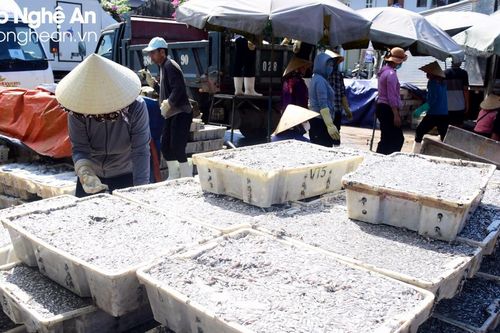 Thuyền về đầy cá, vì sao ngư dân vẫn chưa có lãi?