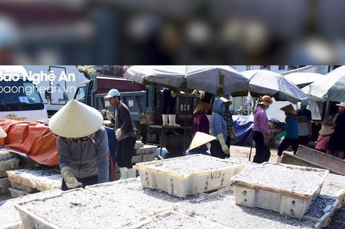 Ngư dân thất thu sau chuyến biển chủ yếu là cá tạp