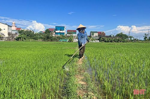 'Mưa vàng hạ nhiệt', nông dân Hà Tĩnh thuận lợi chăm sóc lúa hè thu