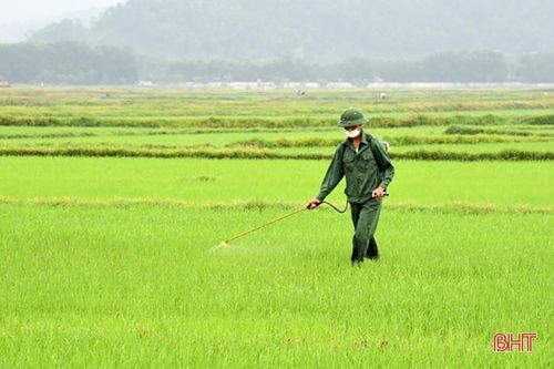 Hướng dẫn phòng trừ sâu cuốn lá nhỏ hại lúa hè thu ở Hà Tĩnh