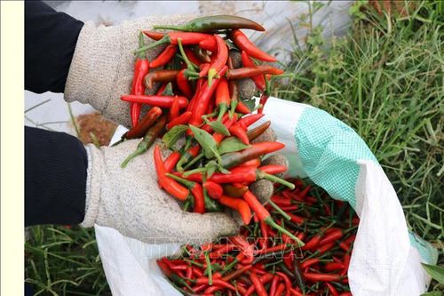 Truy xuất lô hàng ớt xuất khẩu sang Hàn Quốc