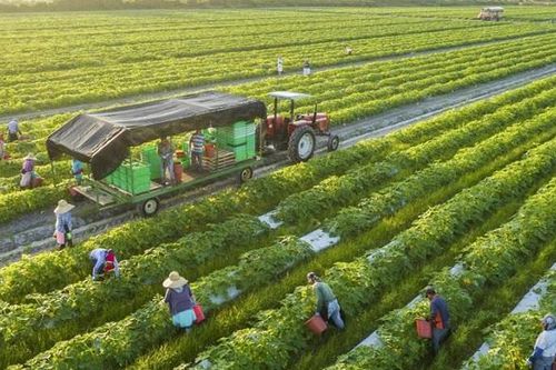 Nan giải bài toán thu hút doanh nghiệp rót vốn đầu tư vào nông nghiệp