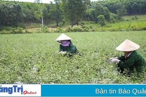 Đẩy mạnh hợp tác, liên kết trong sản xuất nông nghiệp ở Cam Lộ