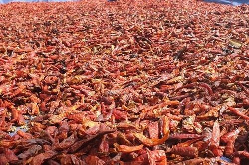 Bộ Nông nghiệp và Phát triển nông thôn lên tiếng về thông tin ớt khô Việt Nam bị Hàn Quốc trả về