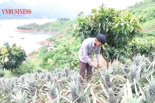 Dứa Queen bén rễ đất đồi, giúp nông dân Sơn La đổi đời