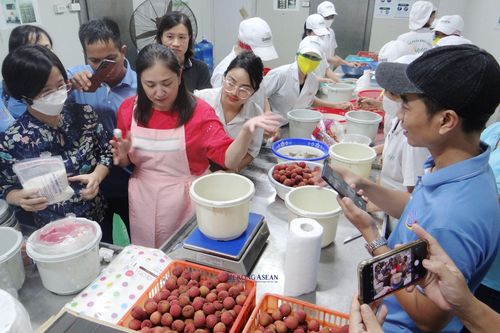Doanh nghiệp Nhật chuyển giao kỹ thuật lên men và bảo quản vải thiều Hải Dương