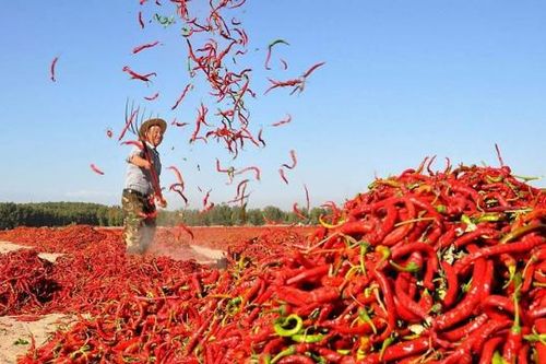 Bác tin cấm nhập khẩu ớt của Việt Nam sang Hàn Quốc