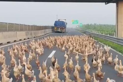 Đàn vịt hàng trăm con 'đại náo' đường cao tốc Trung Lương - Mỹ Thuận