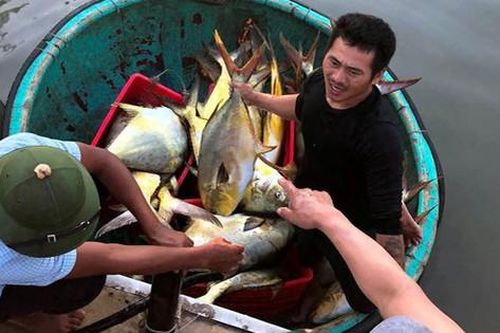 Trúng đậm mẻ cá chim vàng lúc rạng sáng, thu về hơn nửa tỷ đồng