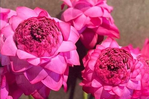 Điều đặc biệt của loại hoa sen bông khổng lồ đếm cánh mỏi miệng được nhiều người đang đổ xô mua