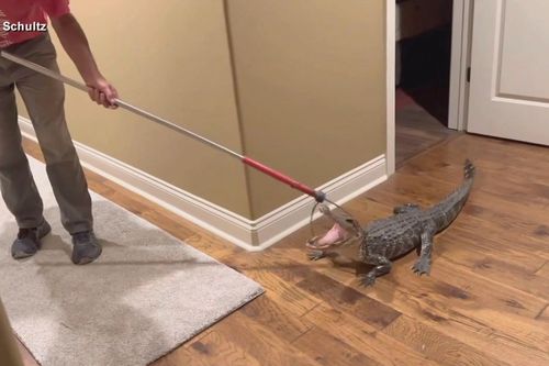 Phát hiện cá sấu đột nhập, chú chó lập tức đánh thức chủ nhà