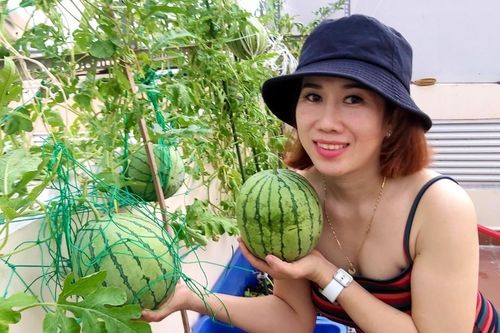 Mẹ đơn thân ở TP.HCM trồng nho, mía trên sân thượng