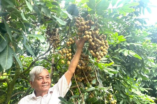 Lão nông miền Tây ghép giống nhãn siêu trái, có chùm nặng đến 6kg