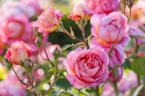 Gặp thời vượng phát: Người sinh 3 khung giờ Âm này tương lai dư dả