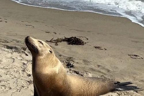 Hải cẩu và cá heo chết hàng loạt ở bờ biển California
