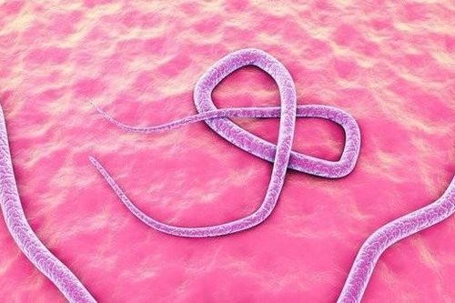 Nhiều người ở TP.HCM tổn thương thận vì nhiễm giun đũa chó mèo