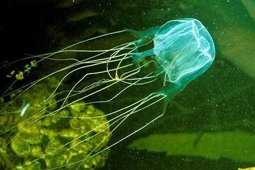 Sinh vật nguy hiểm nhất thế giới xuất hiện ở hòn đảo nổi tiếng Thái Lan