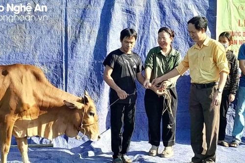 Ủy ban MTTQ huyện Anh Sơn trao tặng 20 con bò giống cho các hộ nghèo, hộ cận nghèo